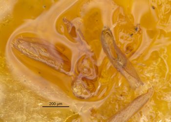 Media type: image;   Entomology 21332 Aspect: body parts